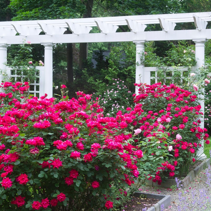Knockout Double Rose, 2 Gal, Red Blooms - Image 2